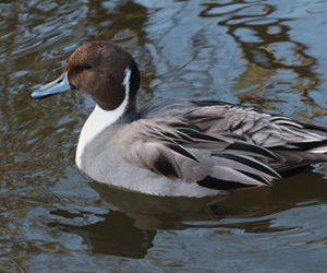 Нугас (Шовтгор алаг нугас)